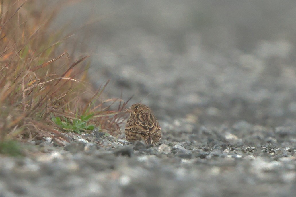 Vesper Sparrow - ML610217567