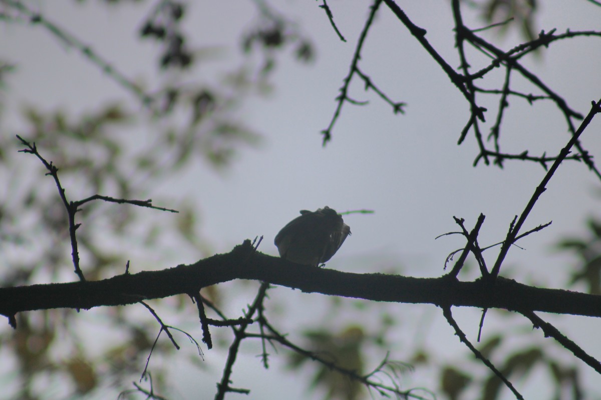 Trepador Pechiblanco (carolinensis) - ML610217595