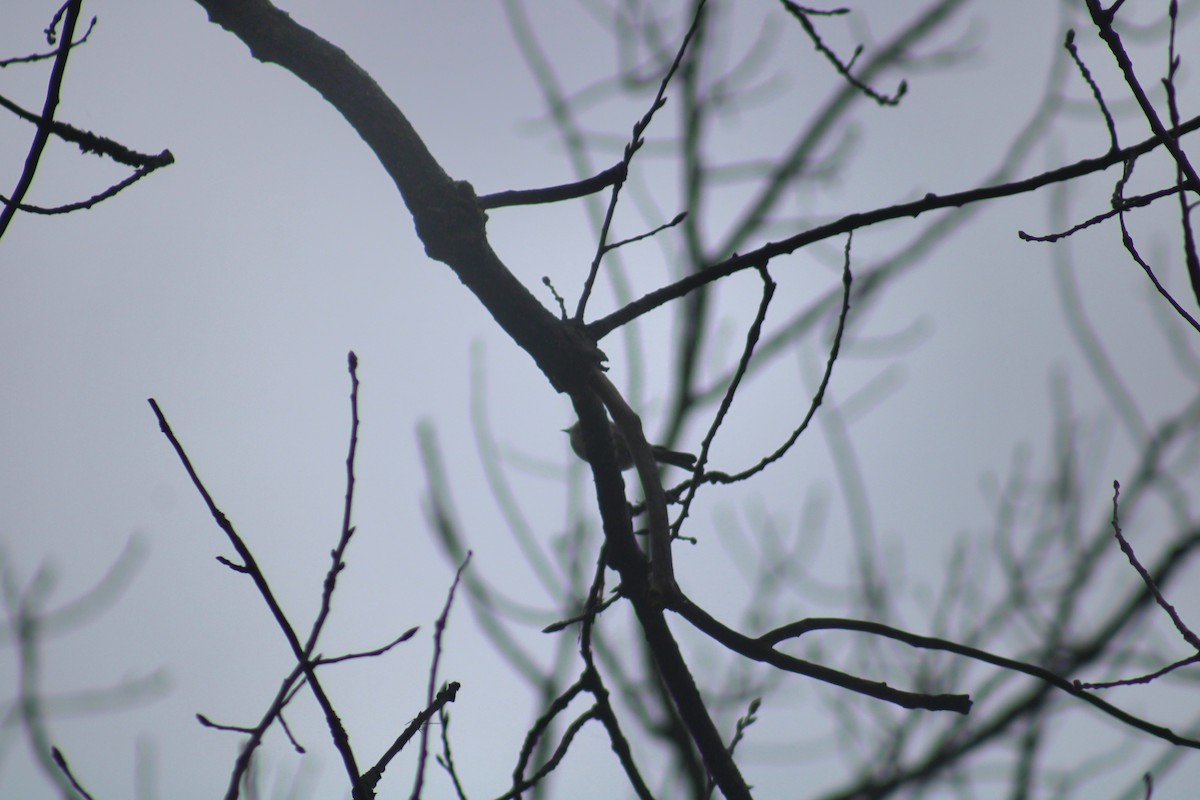 Yellow-rumped Warbler (Myrtle) - ML610217706