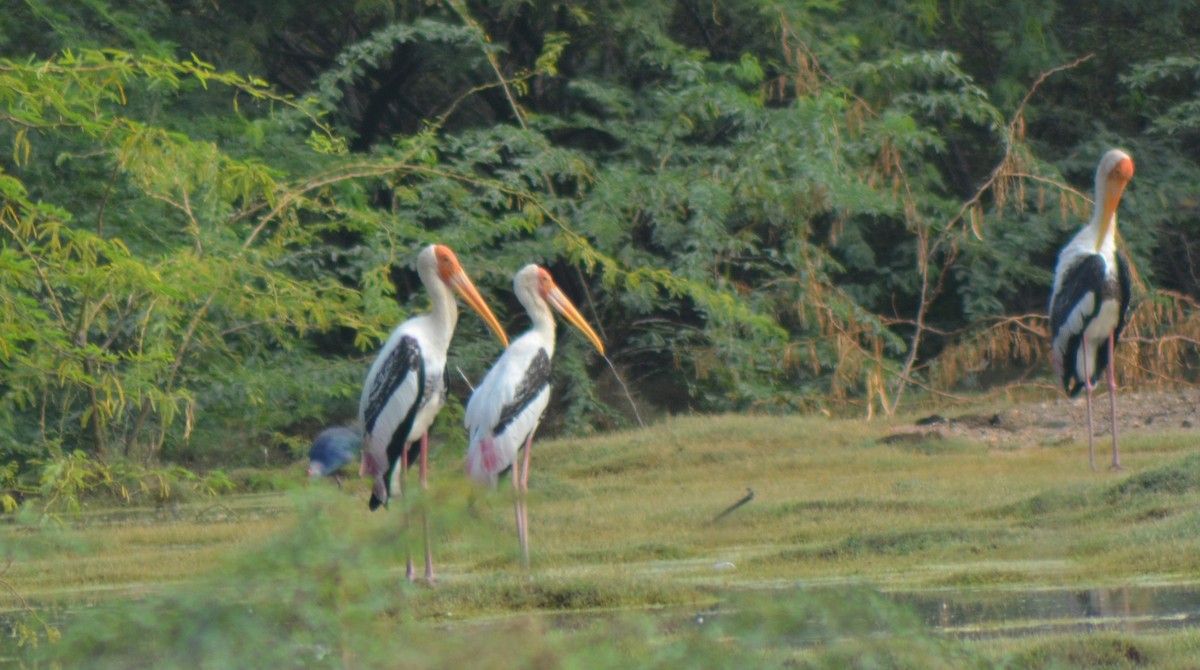 Painted Stork - ML610217719