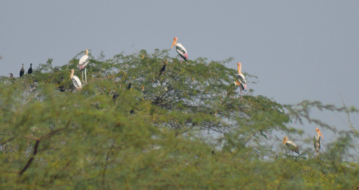 Painted Stork - ML610217720