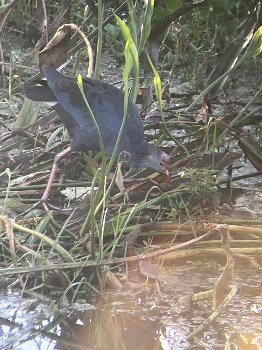 Gray-headed Swamphen - Charles Law