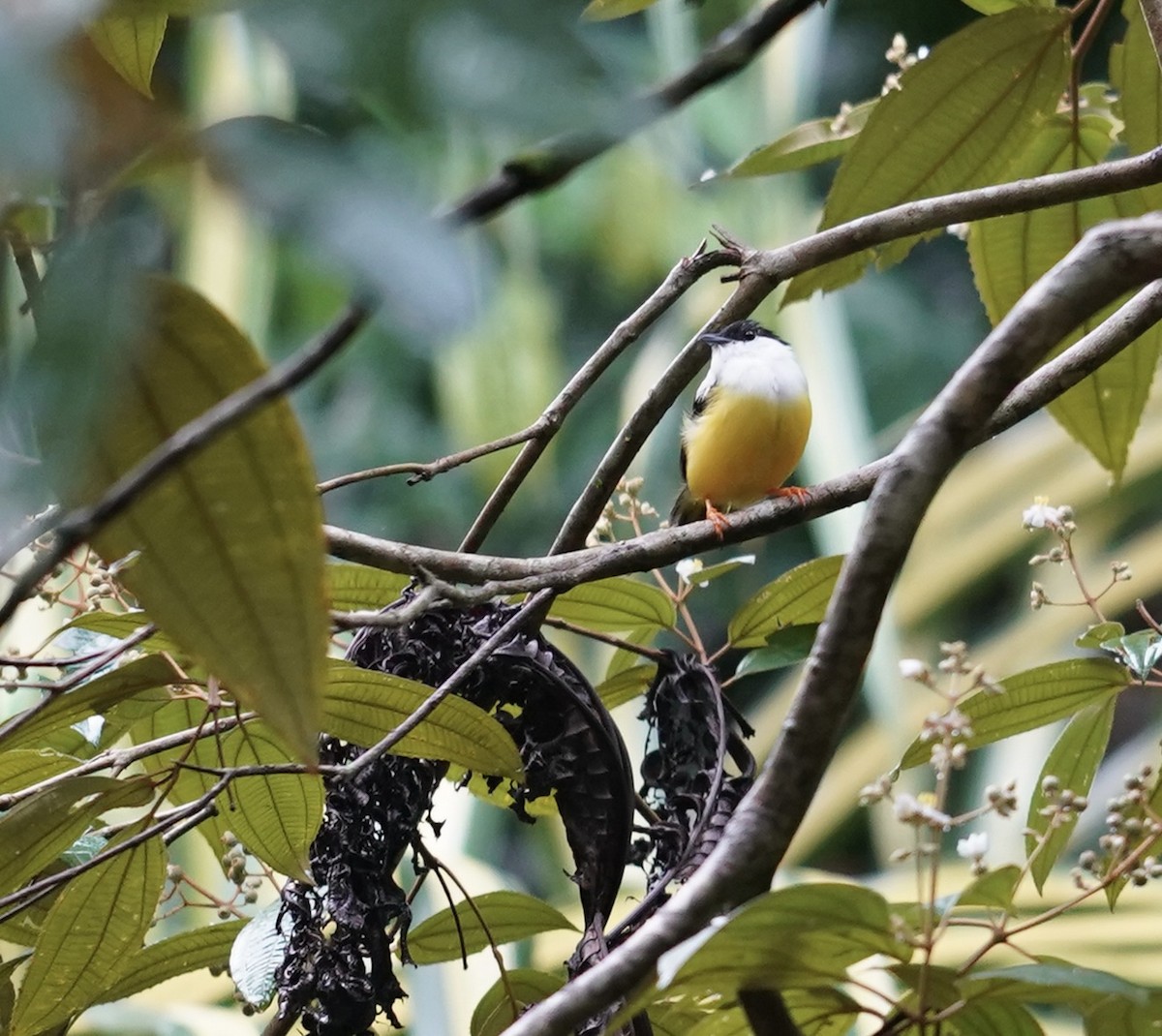 White-collared Manakin - ML610217768