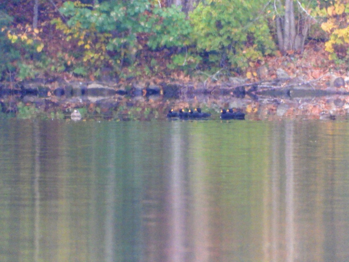 Black Scoter - ML610217847