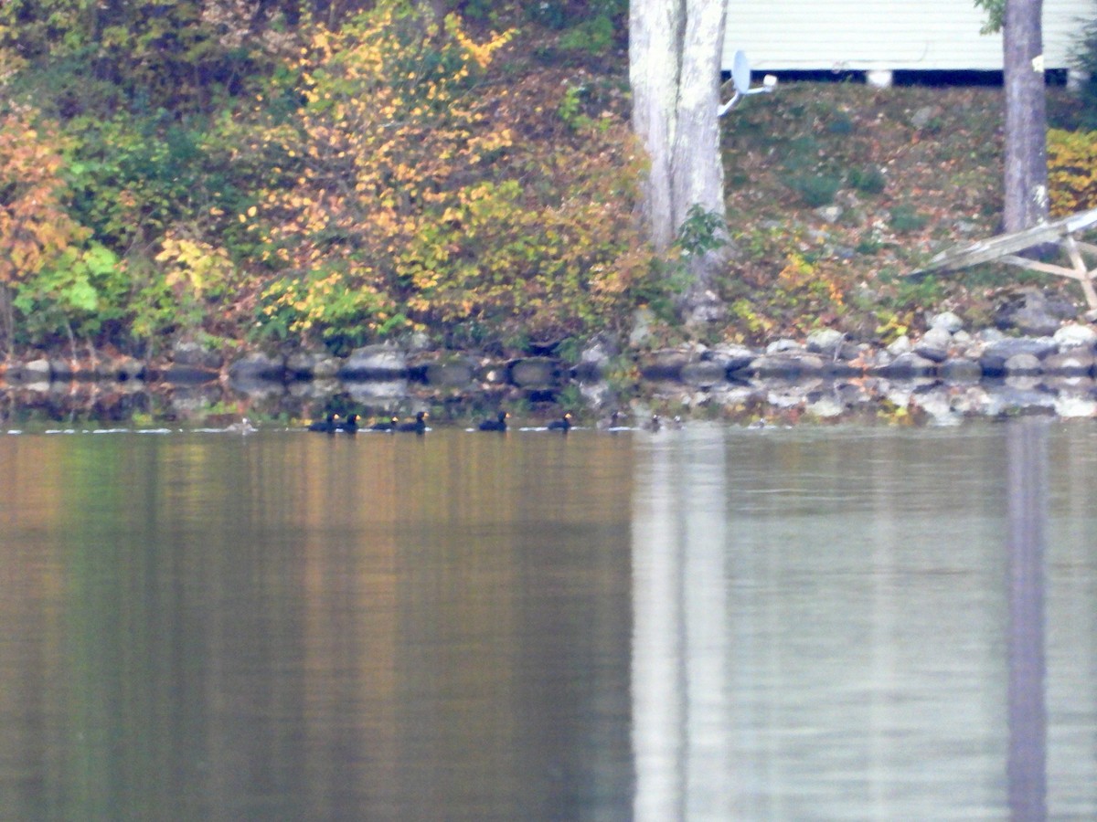 Black Scoter - ML610217848