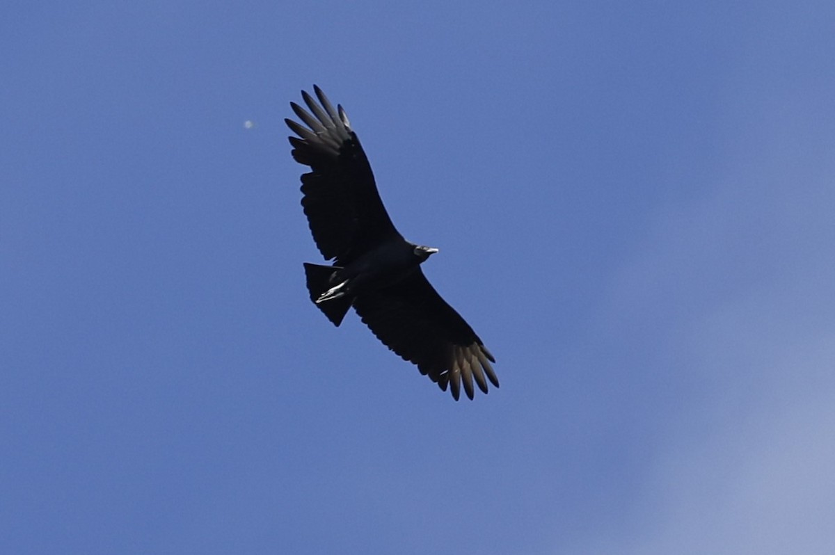 Black Vulture - ML610217869