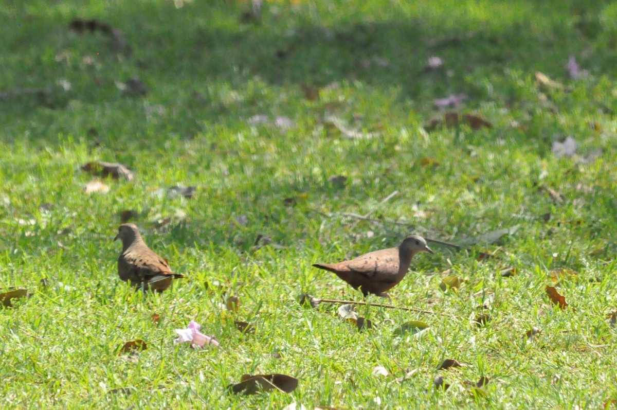 Ruddy Ground Dove - Fermin Zorrilla