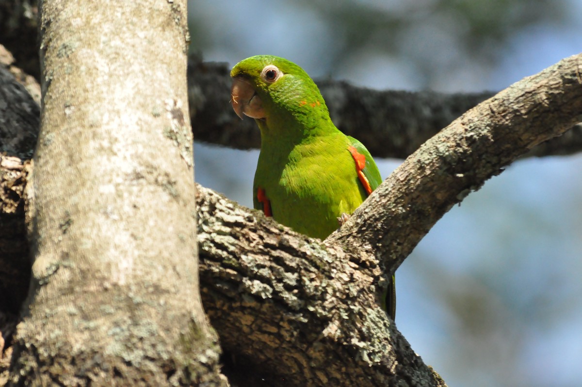 White-eyed Parakeet - Fermin Zorrilla