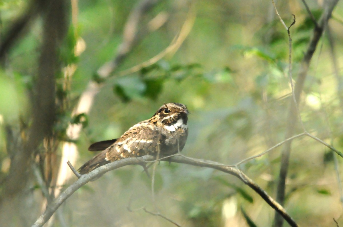 Little Nightjar - Fermin Zorrilla