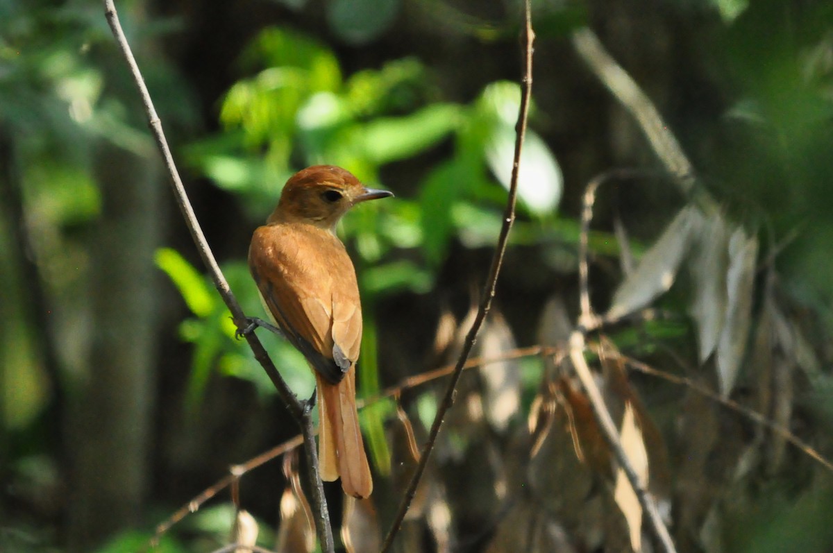 Rufous Casiornis - ML610217951