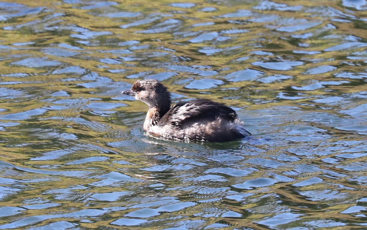 Pied-billed Grebe - ML610217953