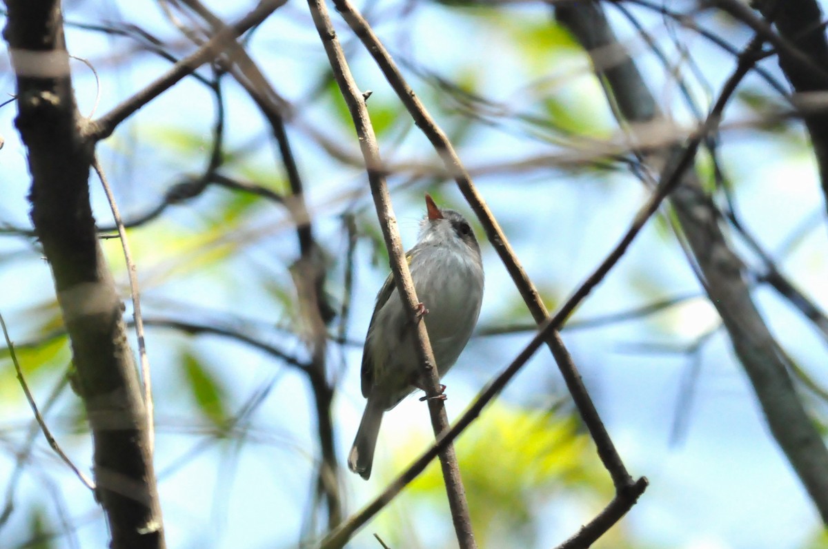 Pearly-vented Tody-Tyrant - ML610217960