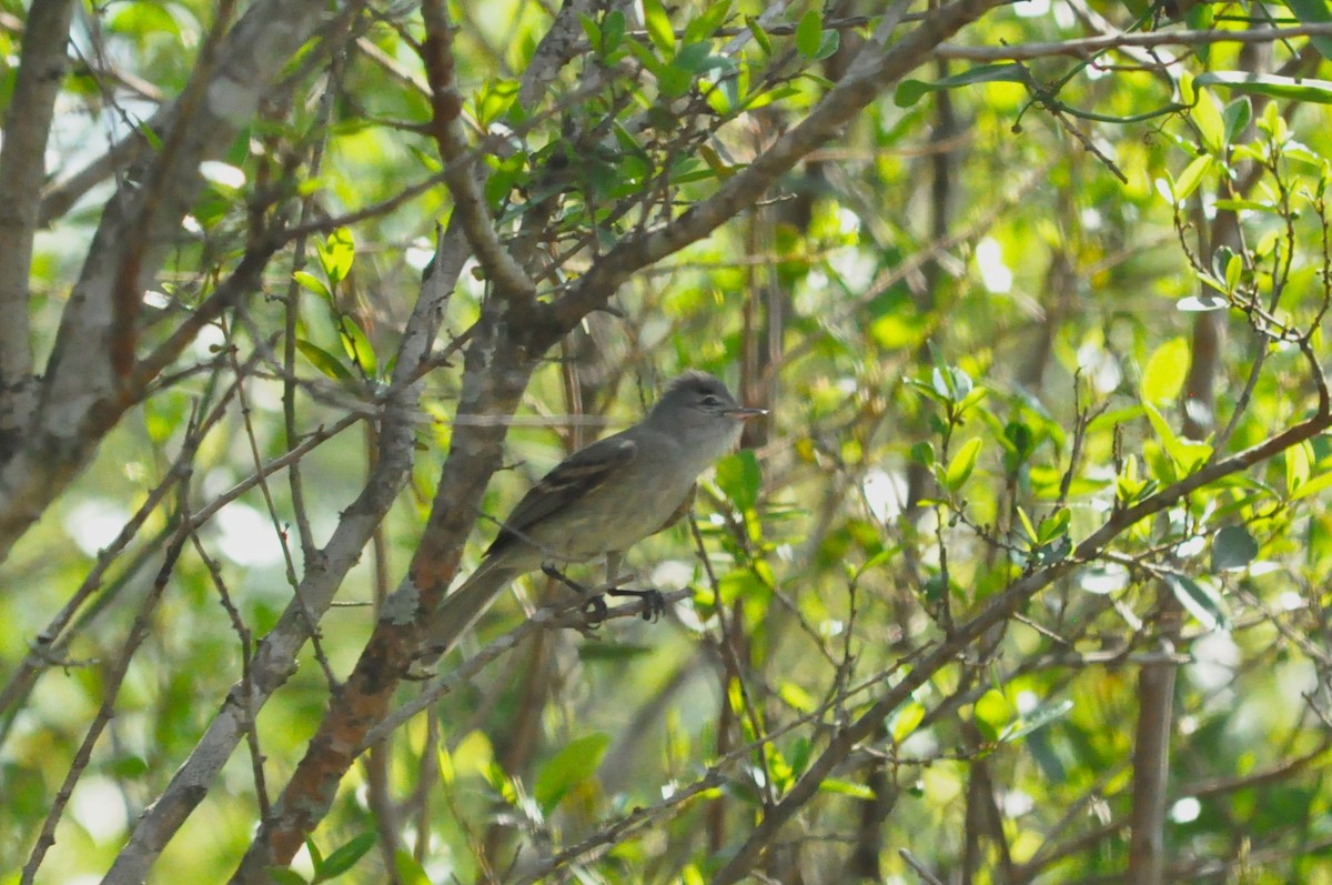 elaenia sp. (genus Elaenia) - Fermin Zorrilla