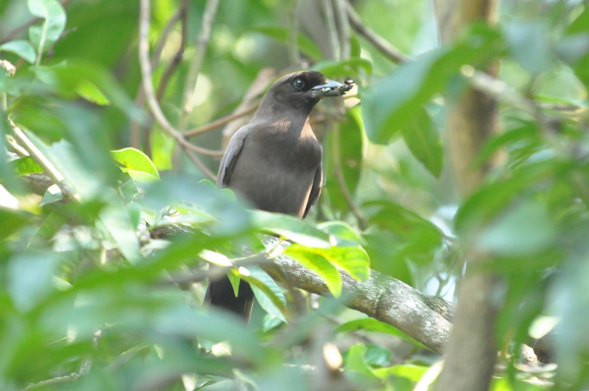 Purplish Jay - Fermin Zorrilla