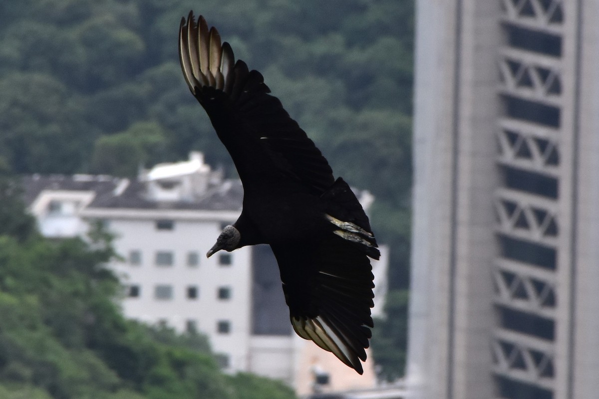 Black Vulture - ML610218011