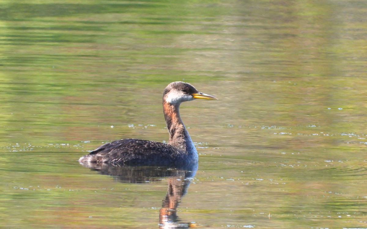 Red-necked Grebe - ML610218069