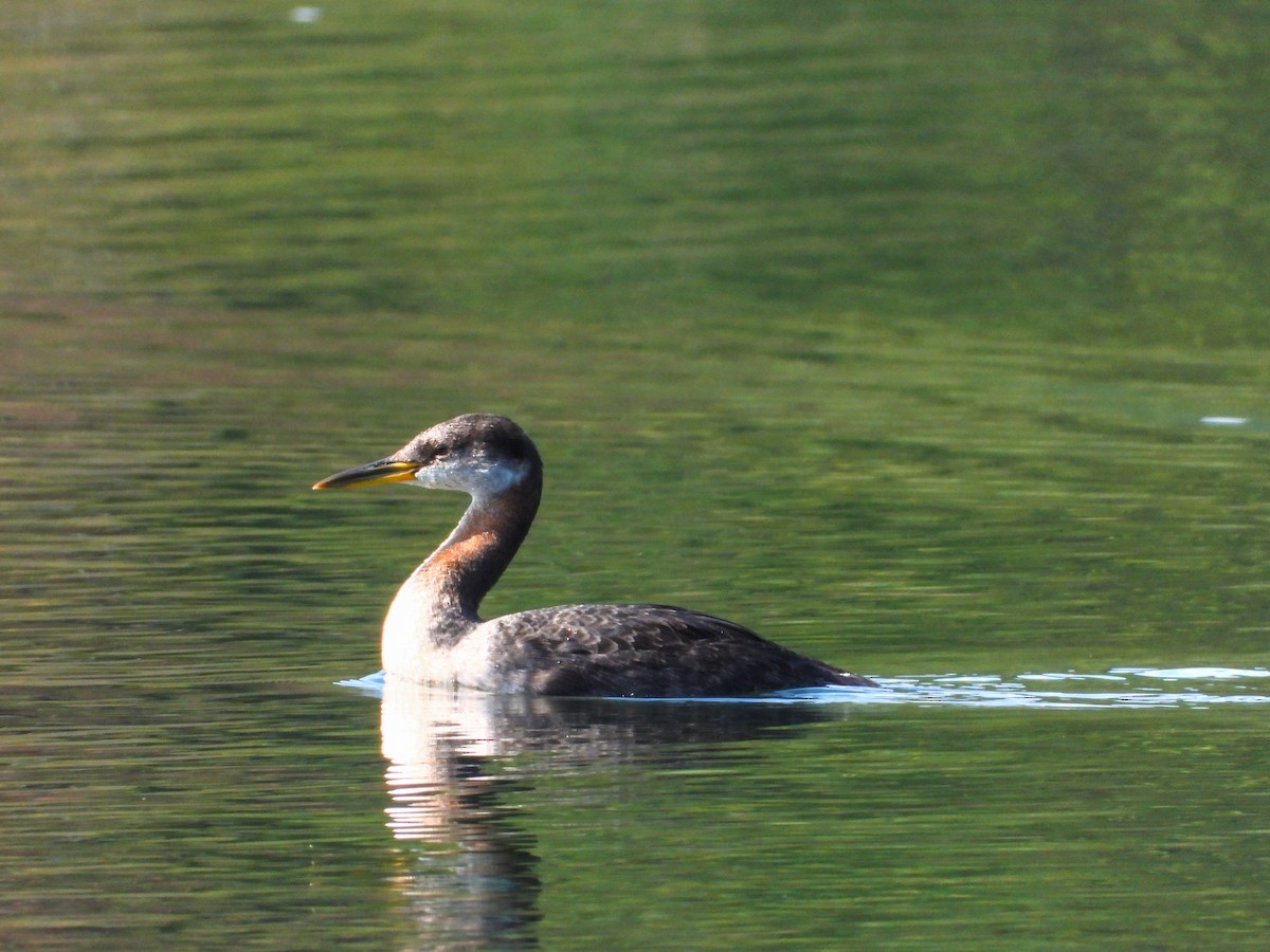 Red-necked Grebe - ML610218070