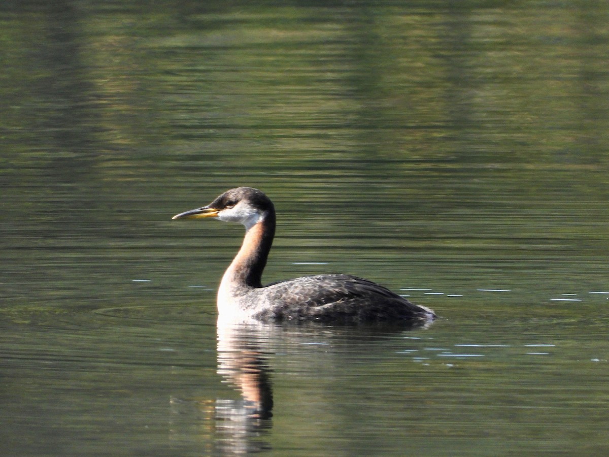 Red-necked Grebe - ML610218072