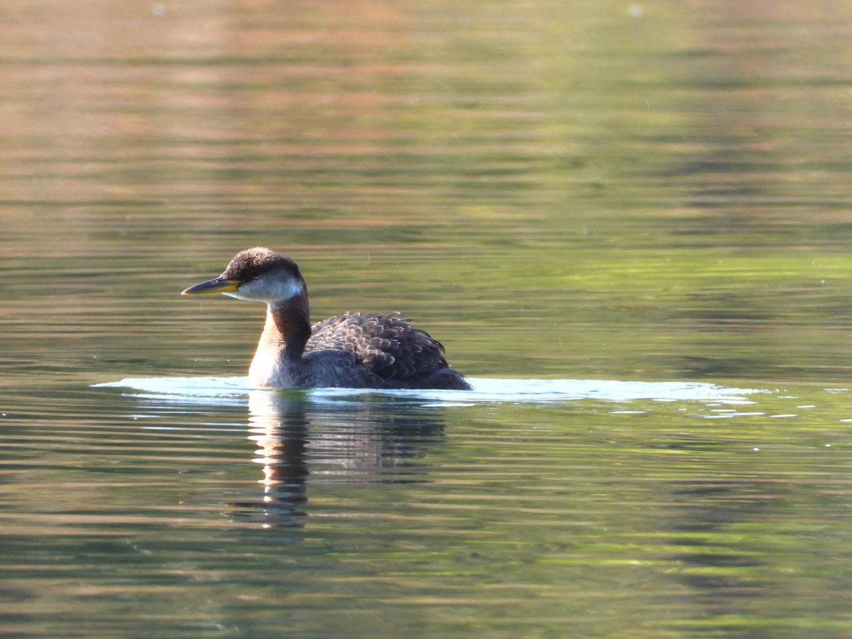 Red-necked Grebe - ML610218073