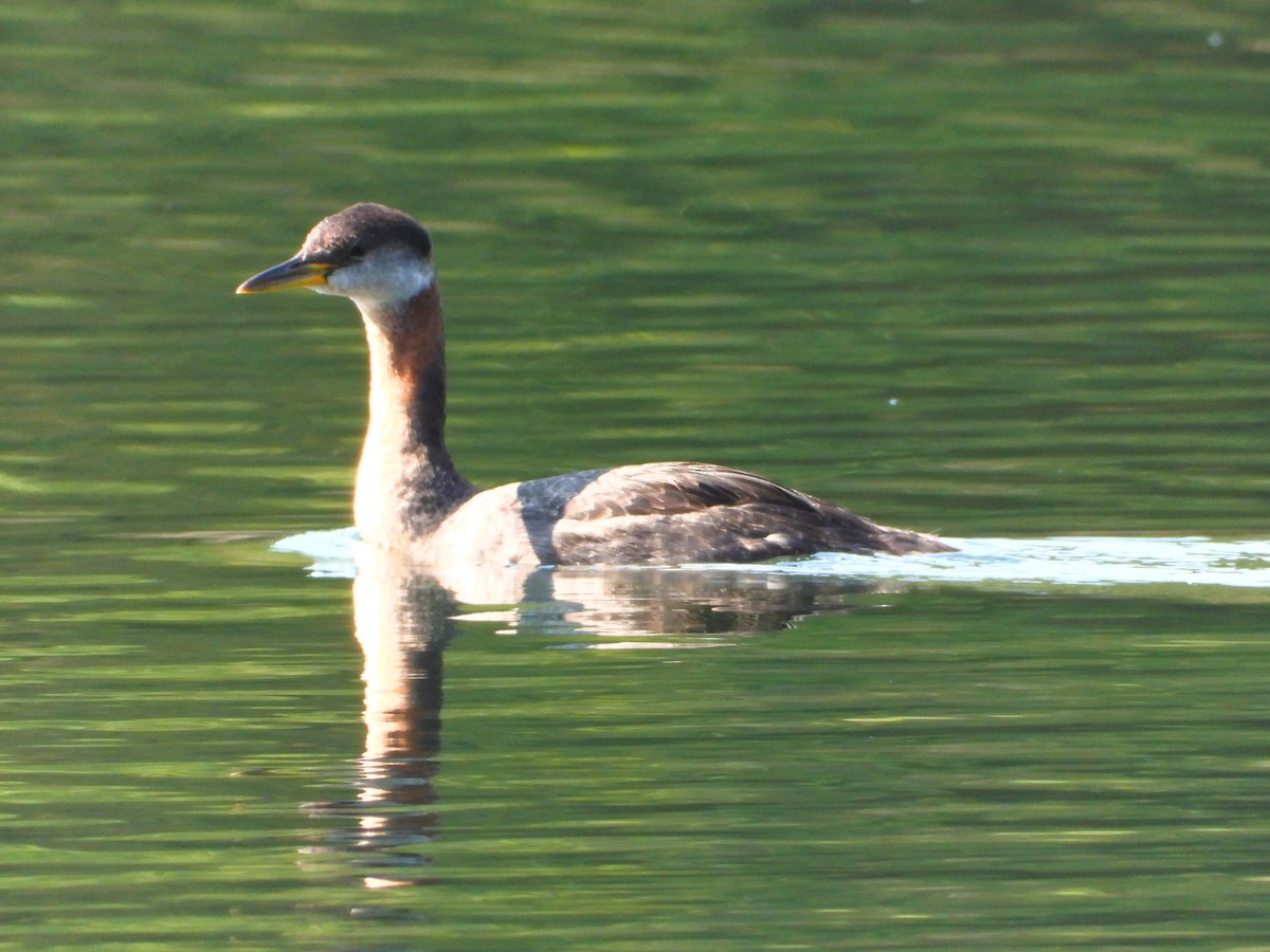 Red-necked Grebe - ML610218074