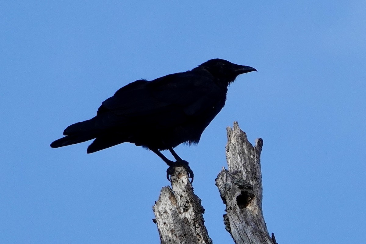 Fish Crow - ML610218178