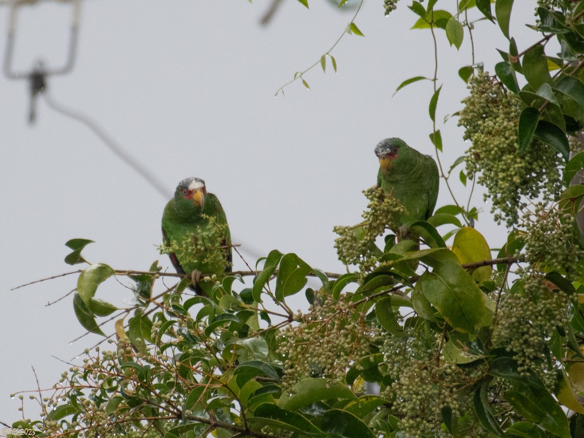 White-fronted Parrot - T I