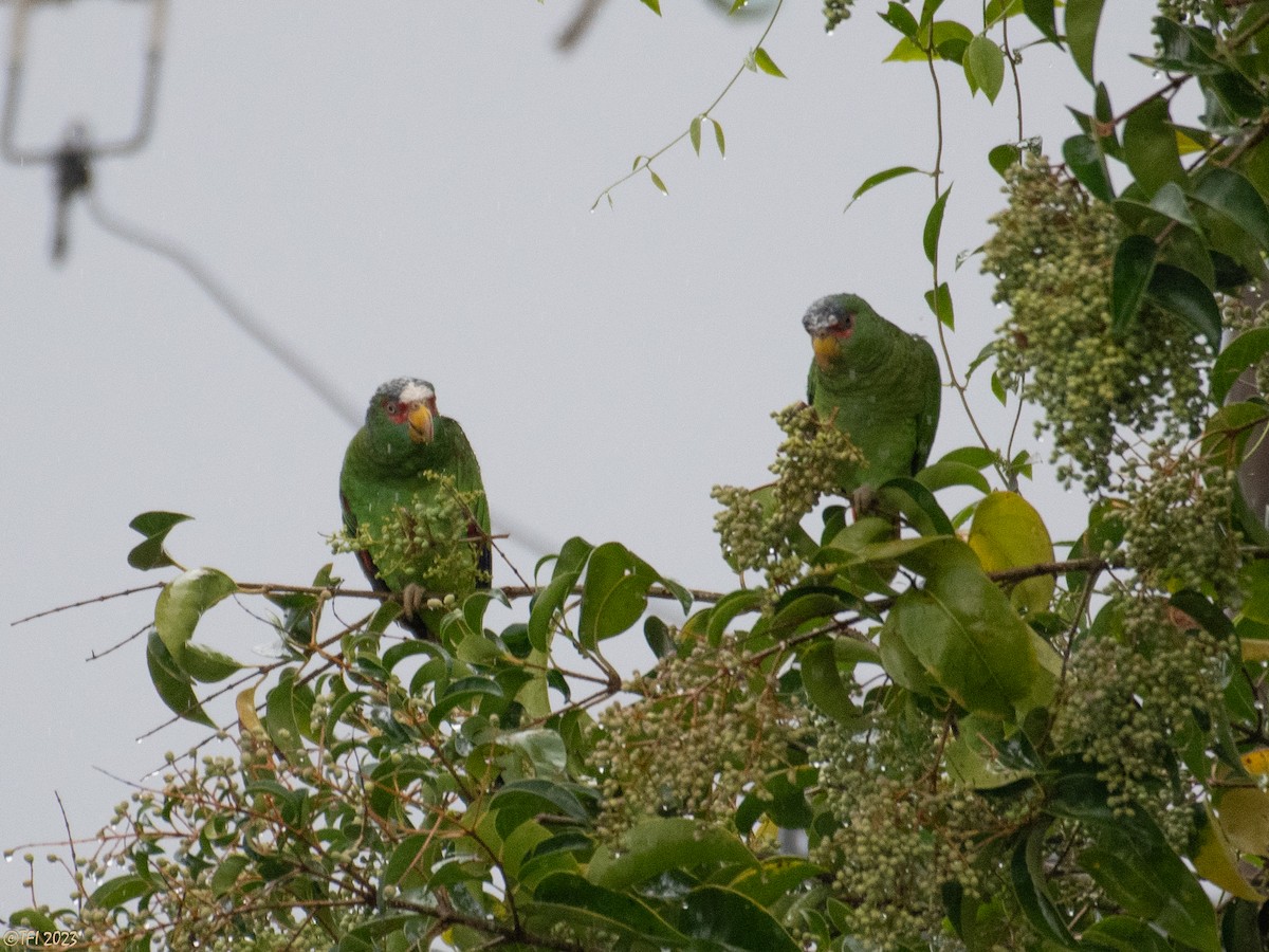 White-fronted Parrot - T I
