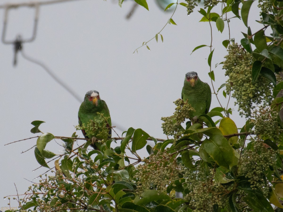 White-fronted Parrot - T I