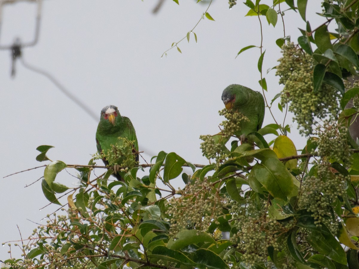 White-fronted Parrot - T I