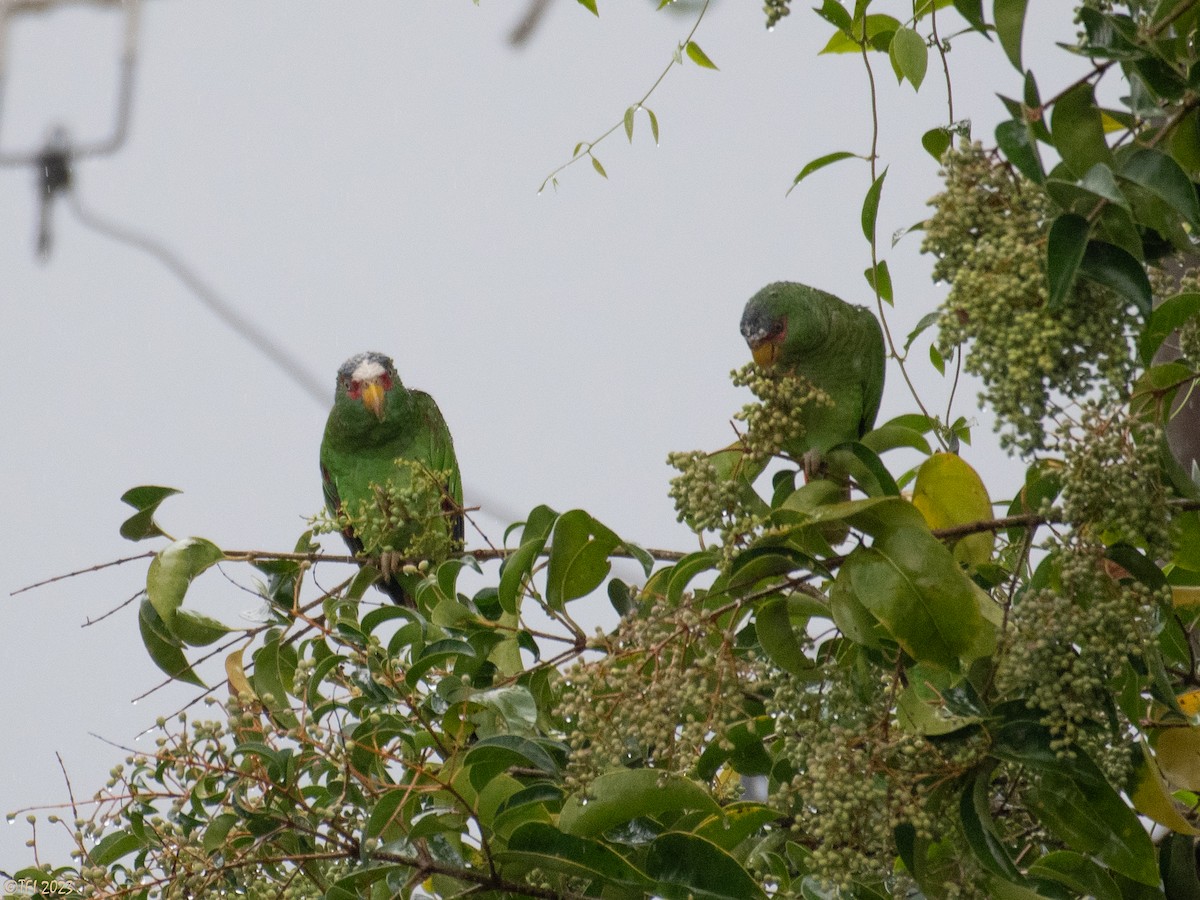 コボウシインコ - ML610218239