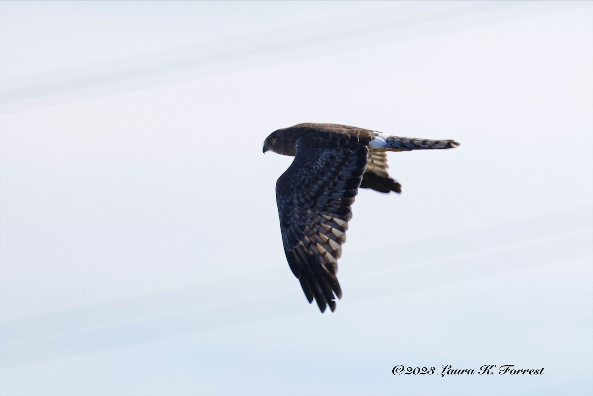 Northern Harrier - ML610218326