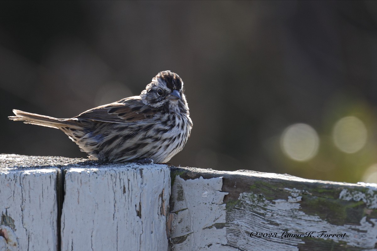Song Sparrow - ML610218373