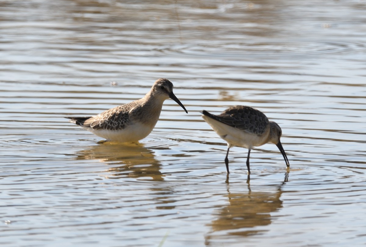 Curlew Sandpiper - Thomas Rickfelder