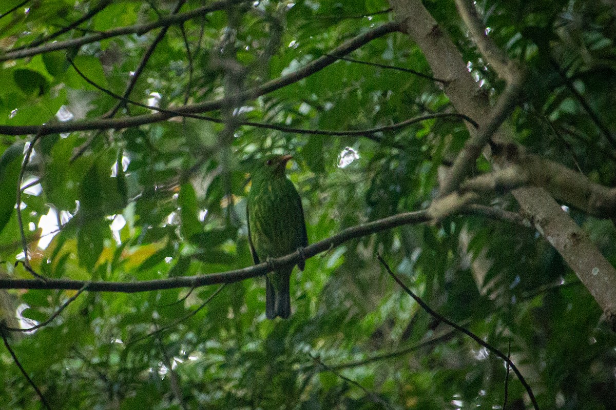 Cotinga à poitrine d'or - ML610218441