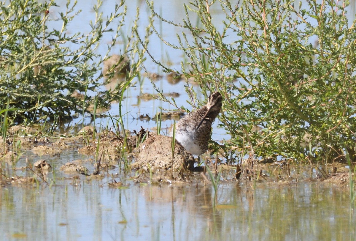 Common Snipe - ML610218444