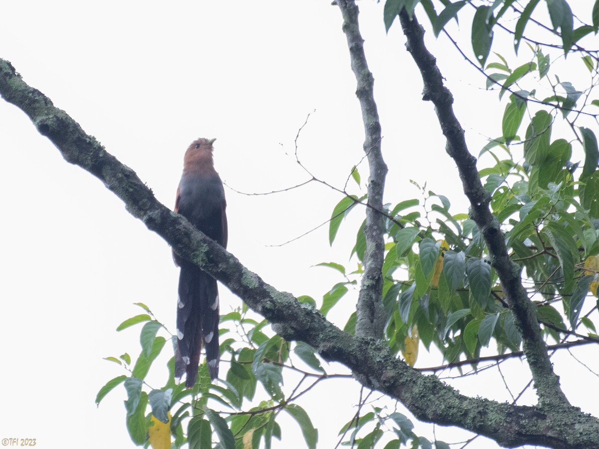 Squirrel Cuckoo - ML610218493