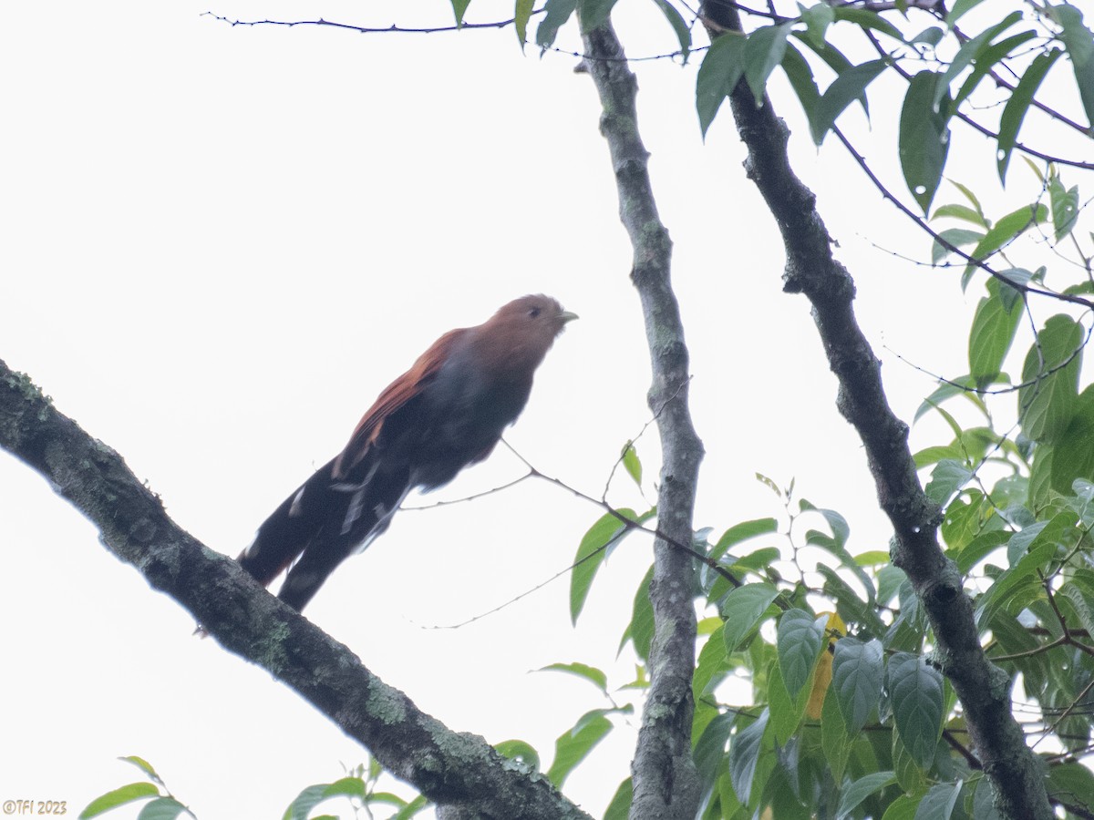 Squirrel Cuckoo - ML610218507