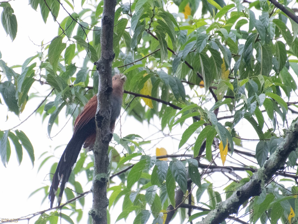 Squirrel Cuckoo - T I