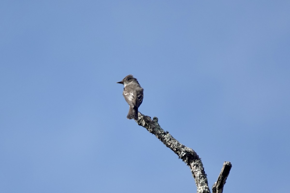 Western Wood-Pewee - ML610218542