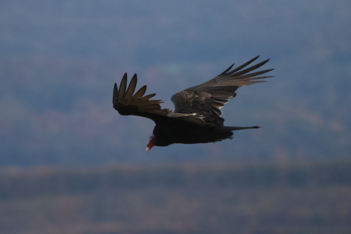 Turkey Vulture - ML610218544
