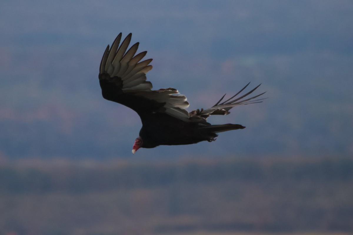 Turkey Vulture - ML610218545