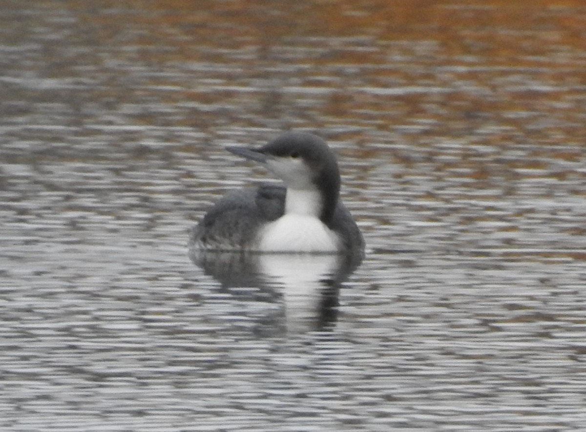 Pacific Loon - ML610218563