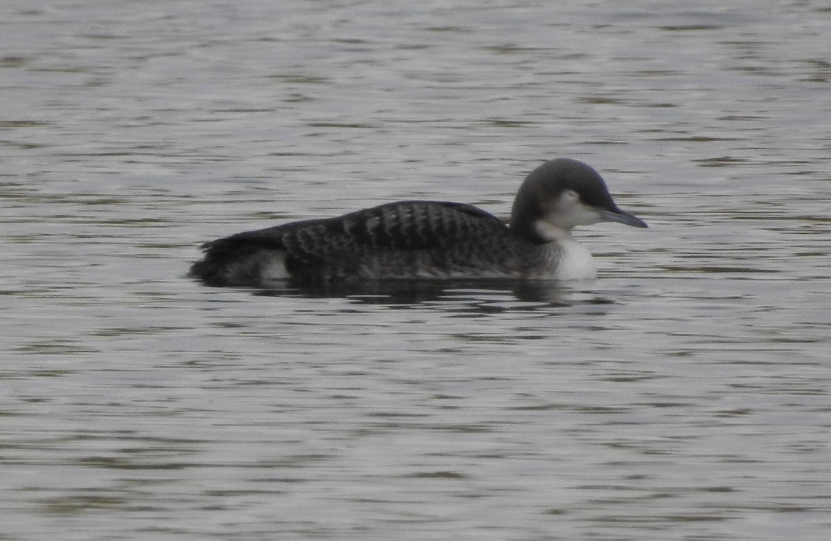 Pacific Loon - ML610218564