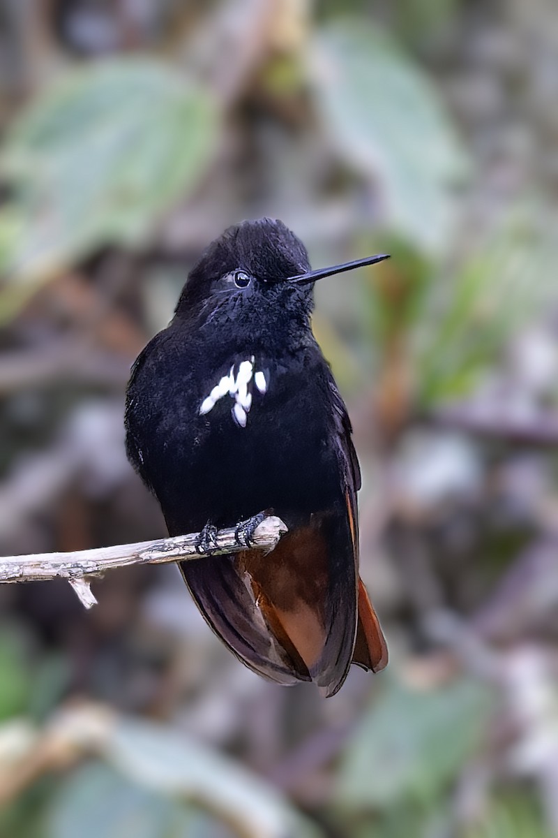 kolibřík černokápý - ML610218605