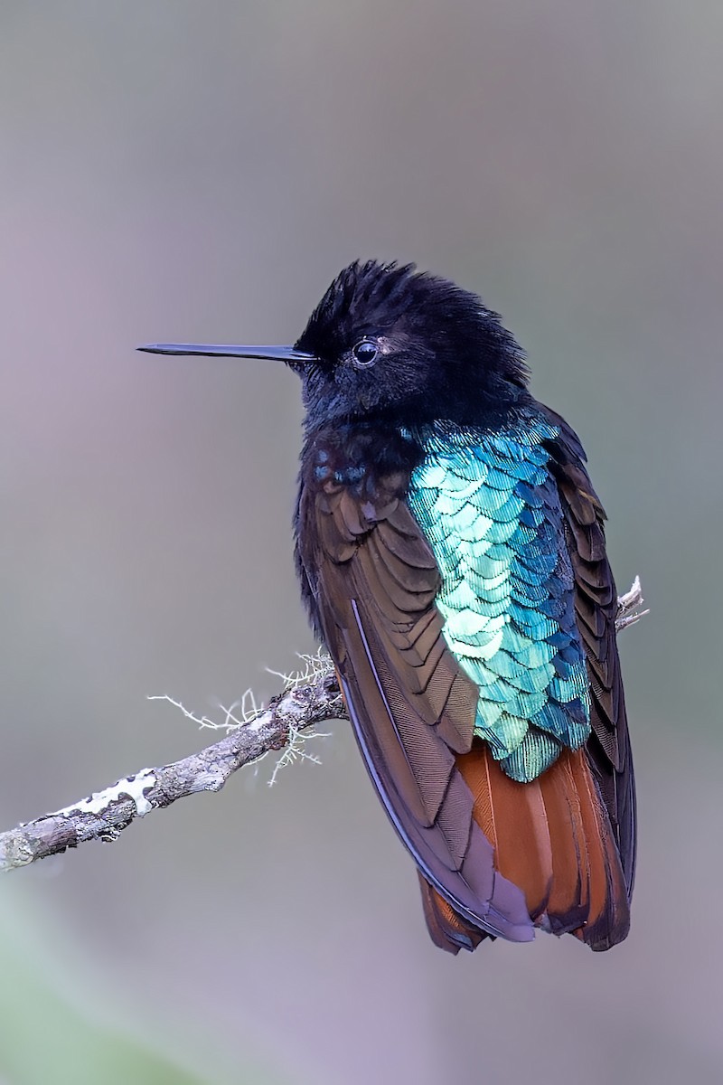 kolibřík černokápý - ML610218606