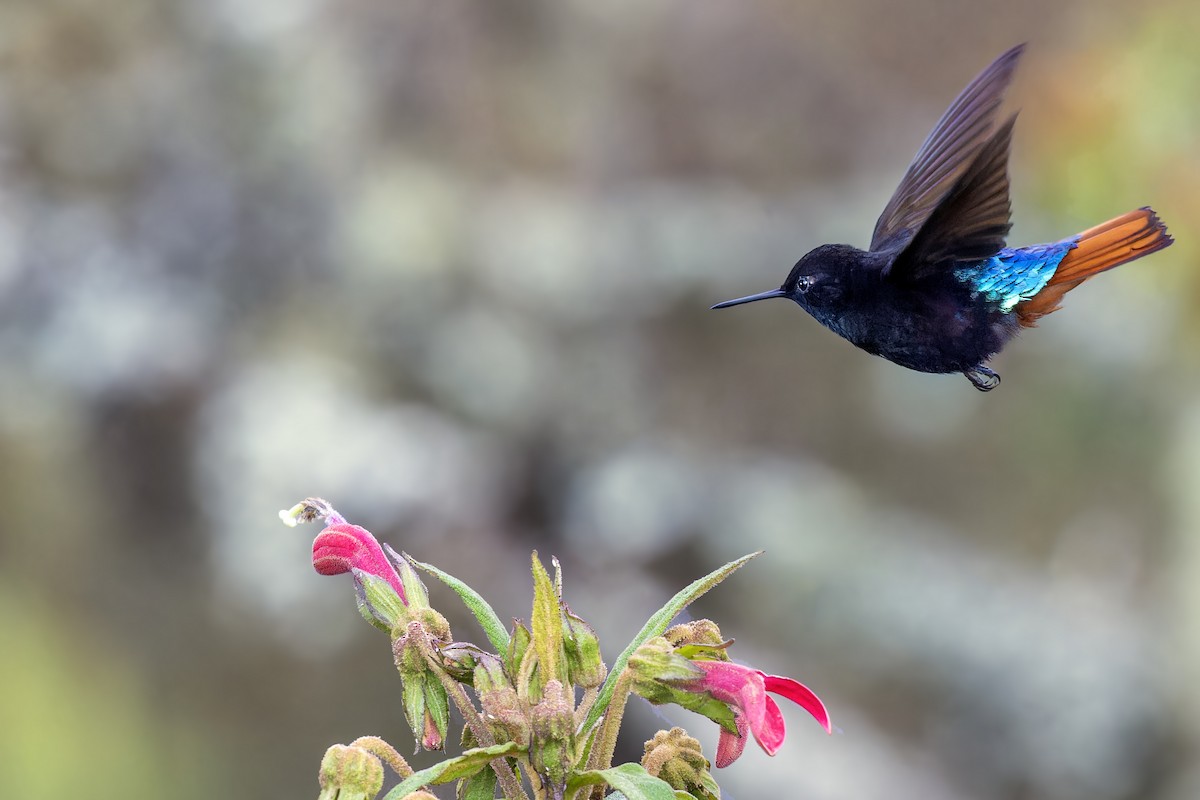 Colibri paméla - ML610218607