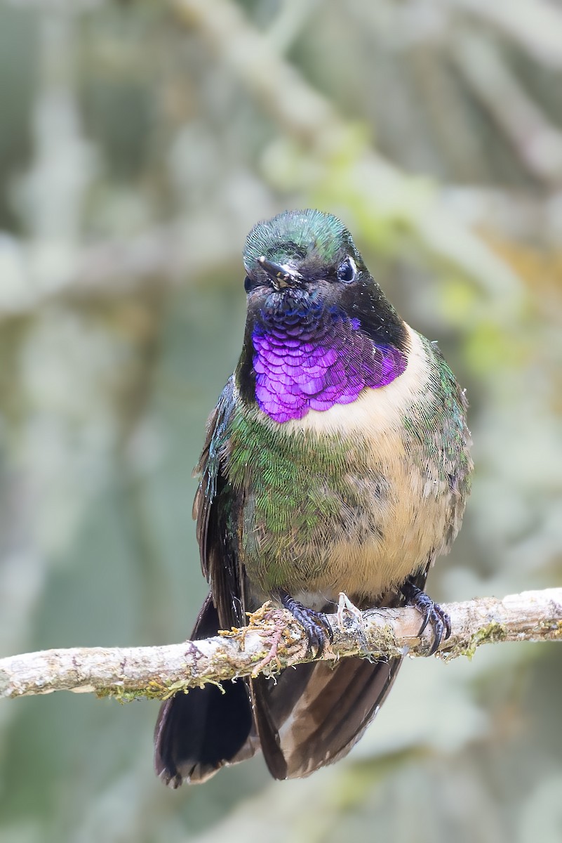 Colibrí Gorjiamatista (grupo amethysticollis) - ML610218630