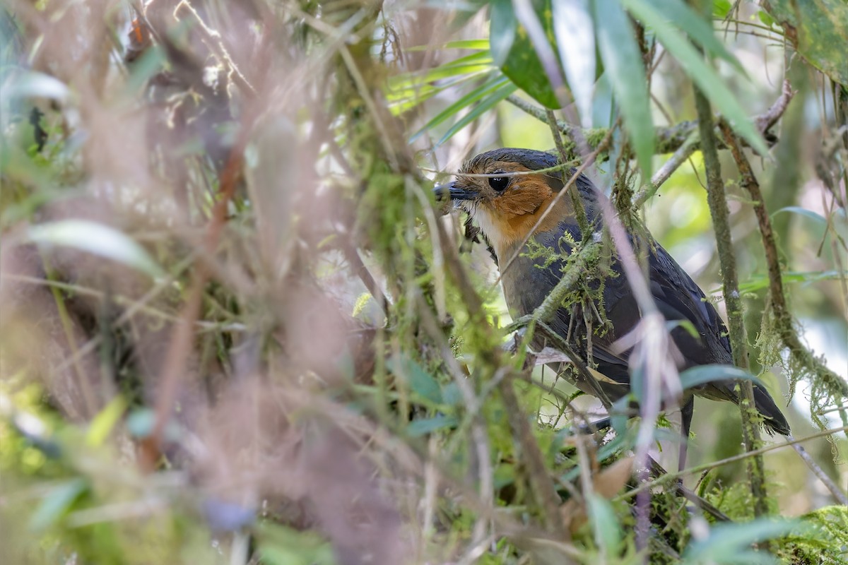 Rufous-faced Antpitta - ML610218640