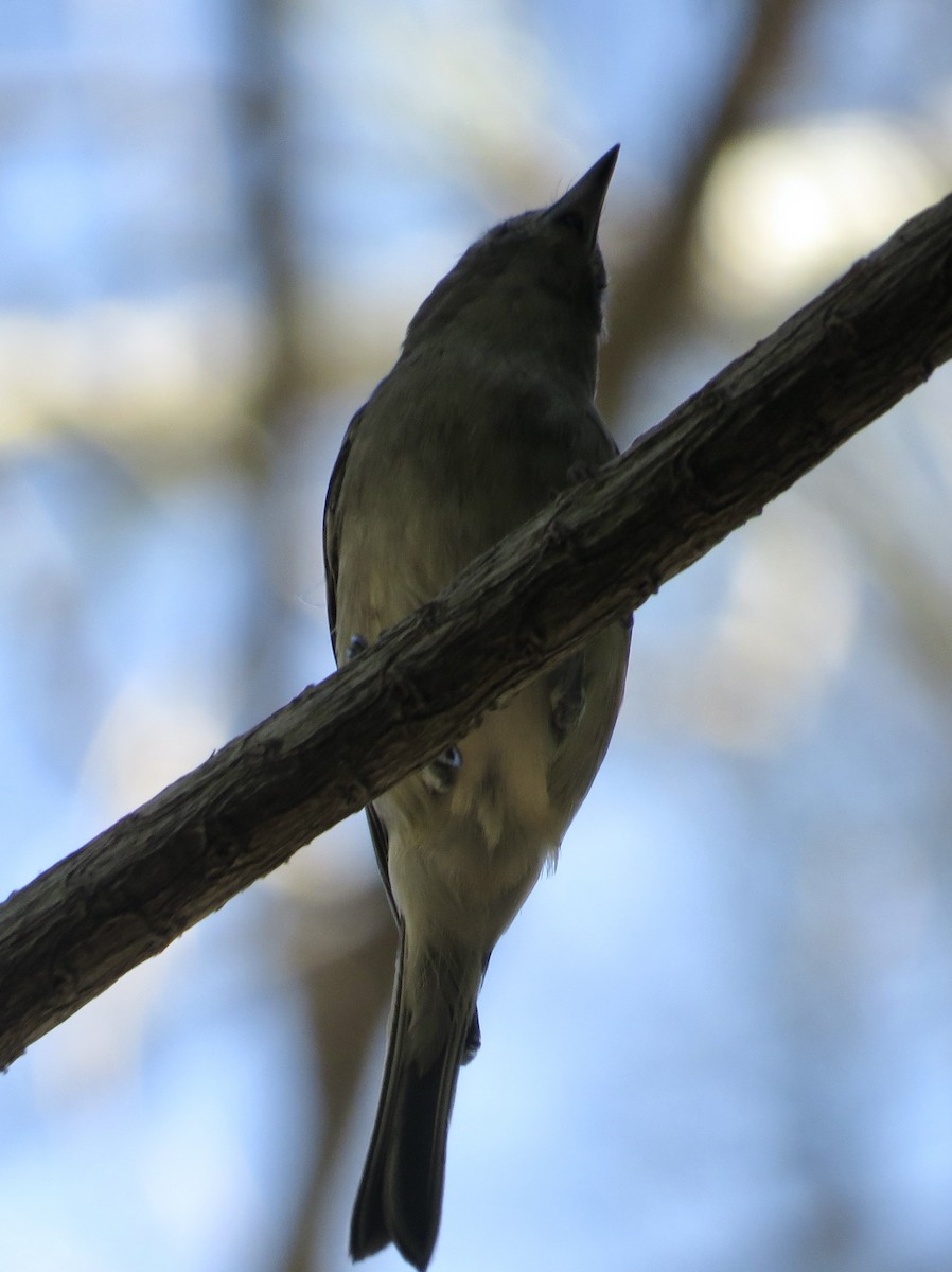 Cassin's/Plumbeous Vireo - ML610218657