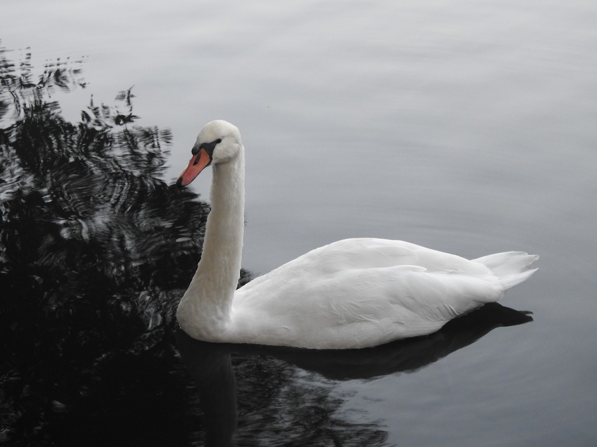 Mute Swan - ML610218658